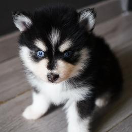 Betty - Black and white Pomsky puppy in Los Angeles, California from CaliMex Pomskies