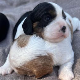 Cavalier King Charles Spaniels from Burton Ranch Cavaliers