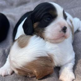 Cavalier King Charles Spaniels from Burton Ranch Cavaliers