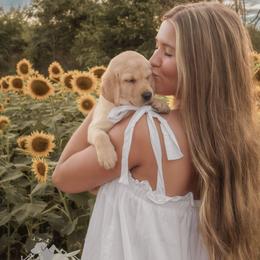 Labrador Retriever Puppies from UC Labradors