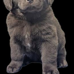 Female 3 - Brown female Newfoundland puppy in Burfordville, Missouri from Umfleet Farms