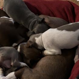 Rat Terriers from Jake's Kennels