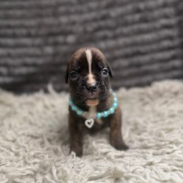 Coco - Brindle female Boxer puppy in Russellville, Missouri from Soaring Royalty Canines LLC