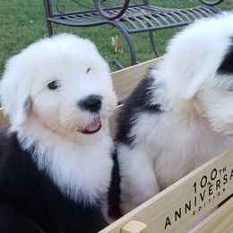 Old English Sheepdog Puppies from Wild-n-Woolly Old English Sheepdogs