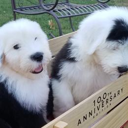 Old English Sheepdog Puppies from Wild-n-Woolly Old English Sheepdogs
