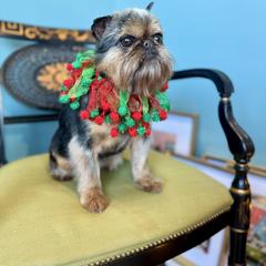 Brussels Griffon All Grown Up from Cinnabar Brussel's Griffons