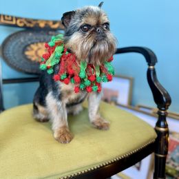 Brussels Griffon All Grown Up from Cinnabar Brussel's Griffons