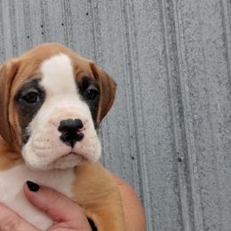 Boxer Puppies from Truax Farms