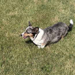 Fancy - Cardigan Welsh Corgi