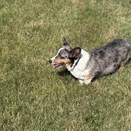 Fancy - Cardigan Welsh Corgi