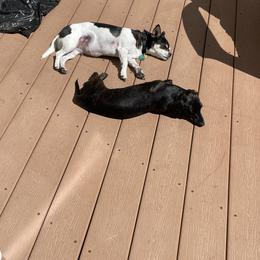 Dachshund Puppies from Army of Dachshunds