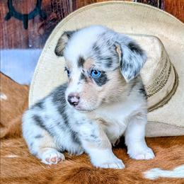 Anne Shirley - Blue merle and white female American Corgi puppy in Paden, Oklahoma from Sunray Ranch