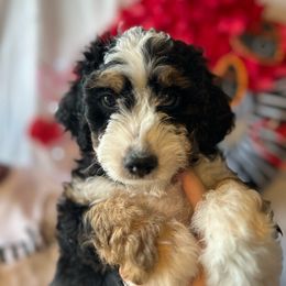 Hudson - Tri-color Bernedoodle puppy in Maryville, Missouri from M&M Mini Bernedoodles