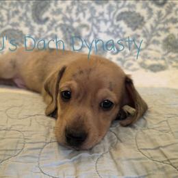 CHIP 3250 - Cream male Dachshund puppy in Gatesville, Texas from CJ's Dach Dynasty