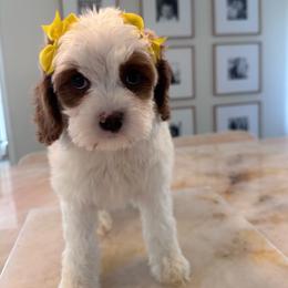 Duchess - Blenheim female Cavapoo puppy in Sacramento County, California from Sac-Town Poodles and Doodles