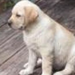 Labrador Retrievers from Sheridan Ranch Labradors