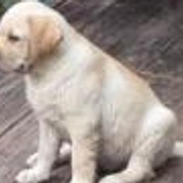 Labrador Retrievers from Sheridan Ranch Labradors