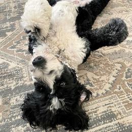 Goldendoodles and Sheepadoodles from Fort Worth Doodle Company