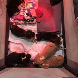 Beagle Puppies from Beech Grove Beagles