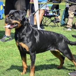 Rottweiler All Grown Up from Vom hause Reto