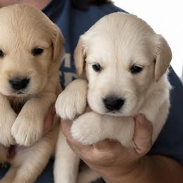 Kona Girl 1 - Golden female Golden Retriever puppy in Fort Morgan, Colorado from Golden Girls Kennels, LLC