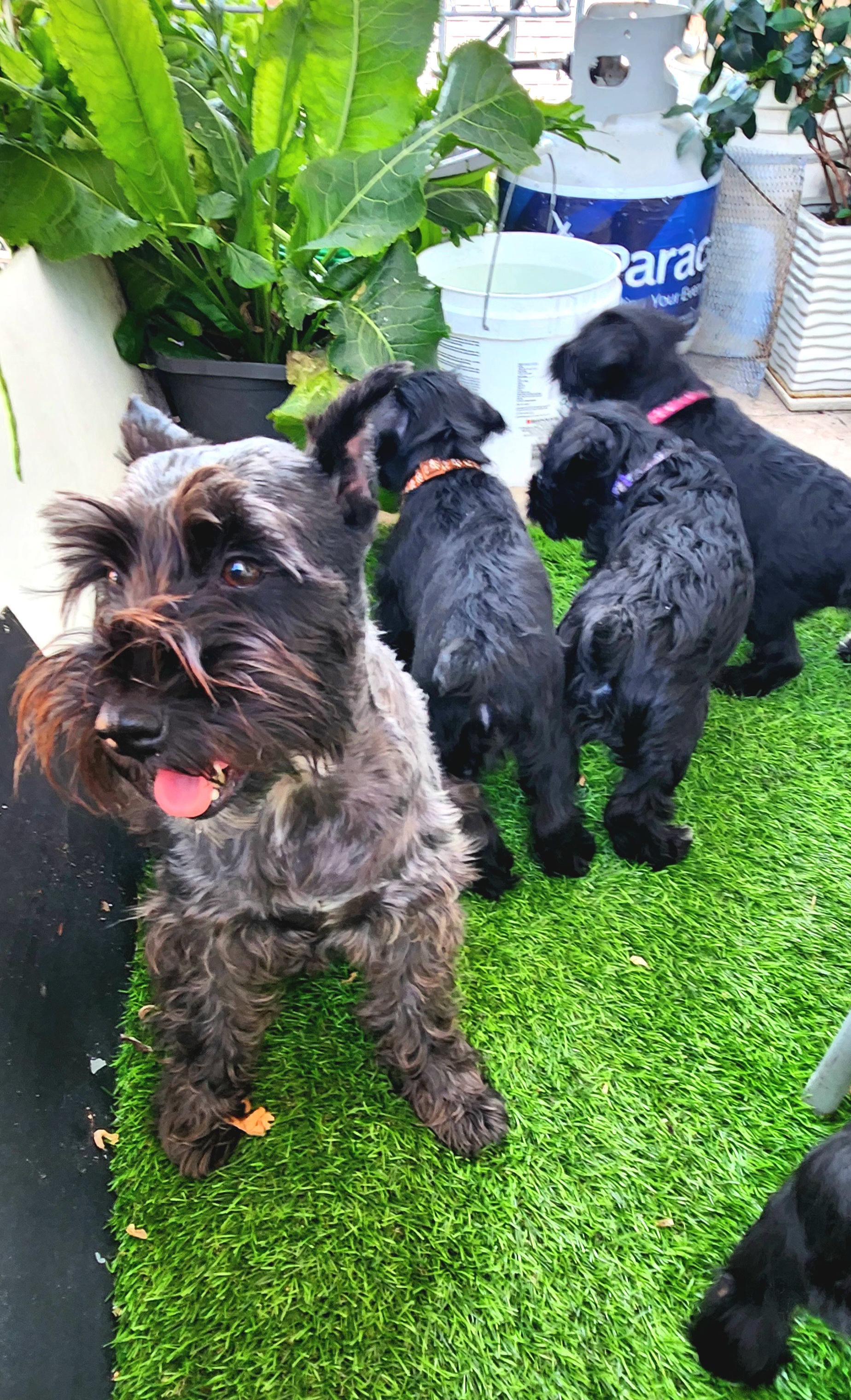 Miniature Schnauzer Puppies from Vyacheslav Pilosov