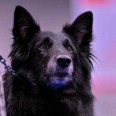 Belgian Sheepdogs from Sans Soleil