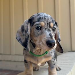 Silver (Silver Dapple Cream Short Haired Male) - Dapple male Dachshund puppy in Arcadia, California from Cruz Industries - Dachshund Company & French Bulldog Company