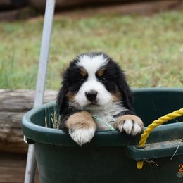 "Clover   Female     7 wks" Bernese Mountain Dog Puppies from Wilderness Way Berners