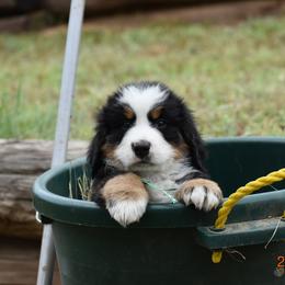 "Clover   Female     7 wks" Bernese Mountain Dog Puppies from Wilderness Way Berners