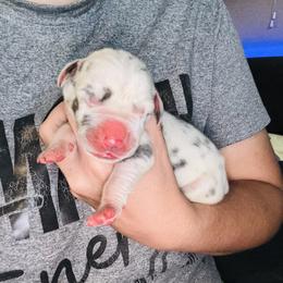 Domino - Blue and white male Great Dane puppy in Ash Grove, Missouri from Dashing Danes