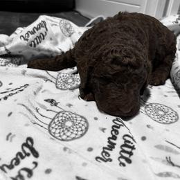 Benedict - Brown male Poodle puppy in Picayune, Mississippi from JEN's Poodles