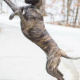 Great Danes from Lamona Great Danes