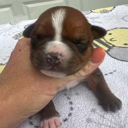 Monica - Red female American Staffordshire Terrier puppy in Marietta, Georgia from Ambition Amstaffs