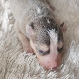 Jema - Silver and white female Pomsky puppy in Michigan from Our Pomsky Yard