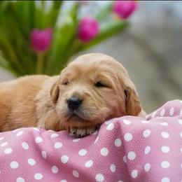 Pansy - Golden female Golden Retriever puppy in Saint Joe, Indiana from Golden Acres Farm