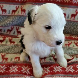 Daffy - Black and white female Sheepadoodle puppy in Bellevue, Iowa from Fluffy Wonders Poms and Doodles