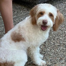 Stella - Goldendoodle