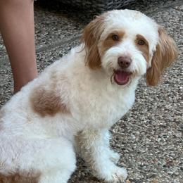 Stella - Goldendoodle