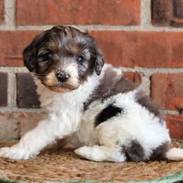 Ruger - Merle male Australian Labradoodle puppy in Connersville, Indiana from Dessie's Doodles