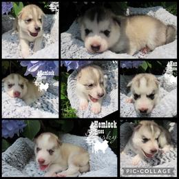 Pomskies and Siberian Huskies from Hemlock Pines Pomsky