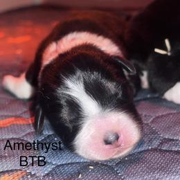 Amethyst - Black tri-color female Australian Shepherd puppy in Augusta, Georgia from Incendia Aussies & Dobies