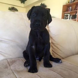 Bichon Frise and Great Dane Puppies from Bichon Frises of Nevada