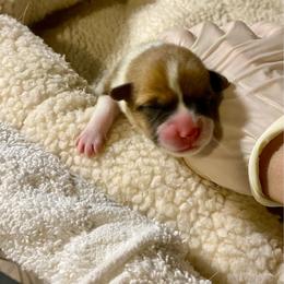 Marguerite - Fawn female Pembroke Welsh Corgi puppy in Grand Junction, Colorado from Mount Garfield Corgis