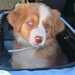 NOT A PET. Please read description Guardian homes opportunity - Red merle female Miniature American Shepherd puppy in Cool, California from Foothill Aussies