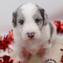 Francesca Bridgerton - Blue merle and white female Sheepadoodle puppy in Edmond, Oklahoma from Rock N Roll Doodles