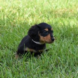 Pink collar female - Black and tan female Dachshund puppy in Maurice, Louisiana from Hart Dachshunds