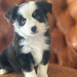 Pacific 🌊 - Black tri female Miniature Australian Shepherd puppy in Granbury, Texas from Triple Cross Doodles