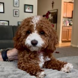 Lady - Cavapoo