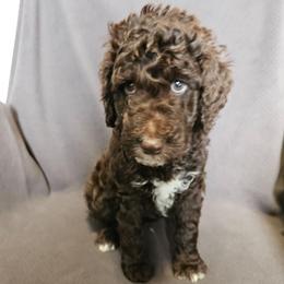 Yellow - Rolo - Brown male Poodle puppy in Spanish Fork, Utah from Mountain Vista Pups LLC